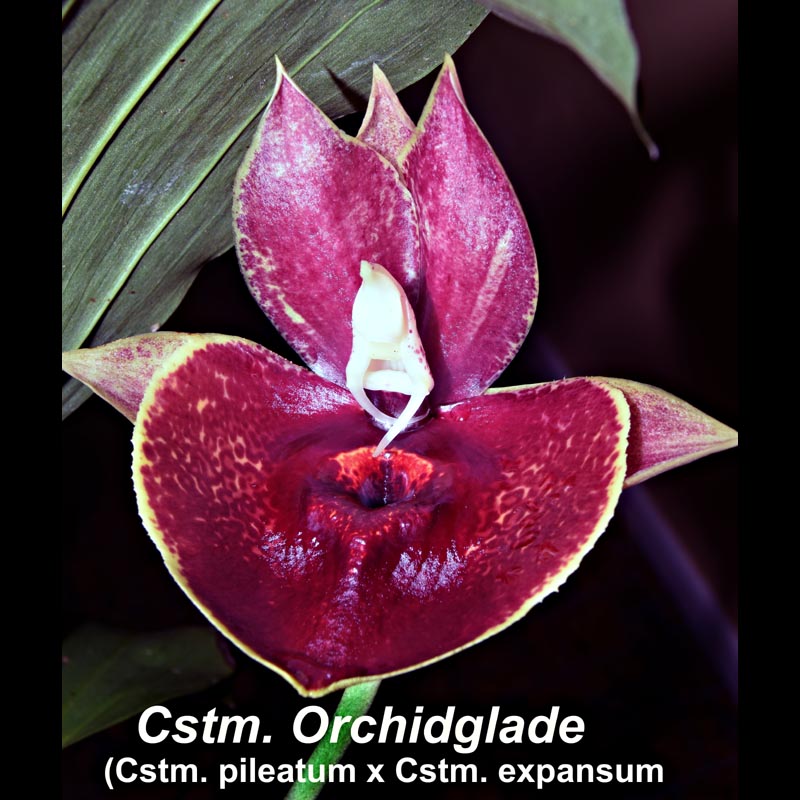 Cstm. Orchidglade 'Jack of Diamond' prev bloom